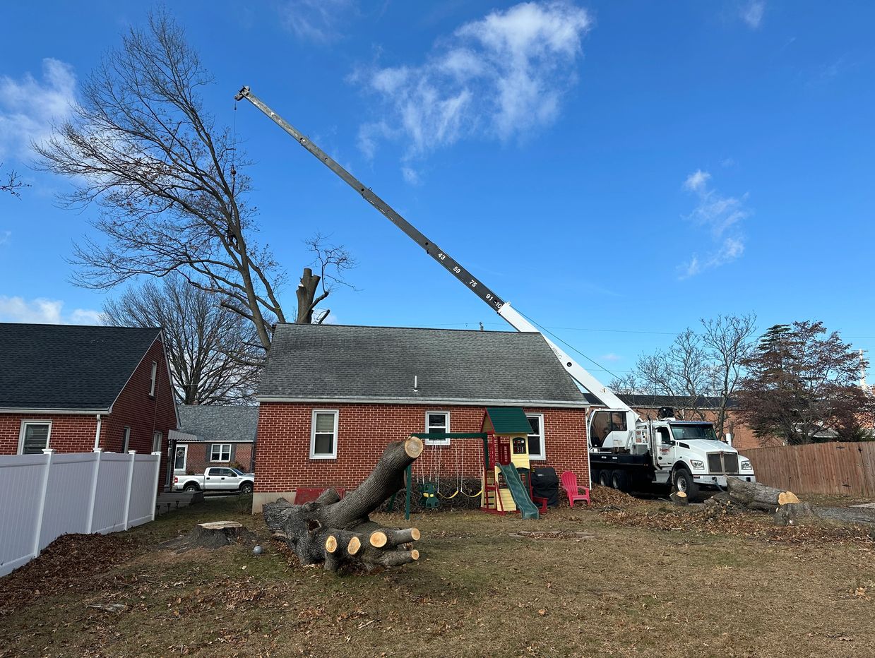 JP TREE LLC crane-assisted hazardous tree removal Reading PA.