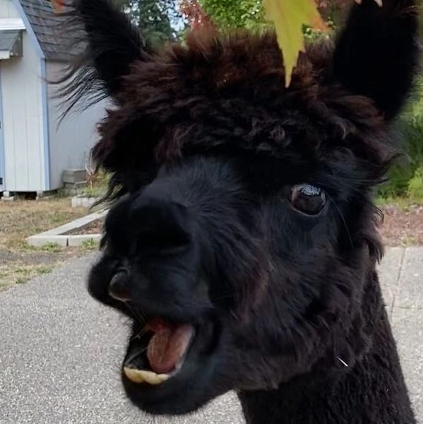 a picture of a black alpaca with his mouth open