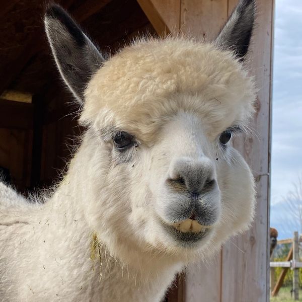 a picture of a white alpaca