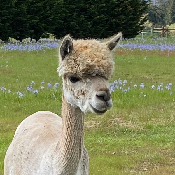 a picture of a beige alpaca standing in a green filed