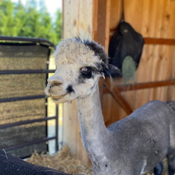 a picture of a grey alpaca standing in a shelter