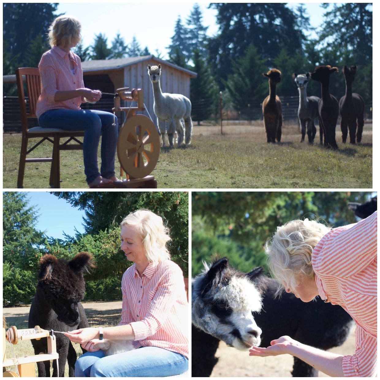 Collage of 3 pictures of a woman at a spinning wheel in a field with alpacas watching
