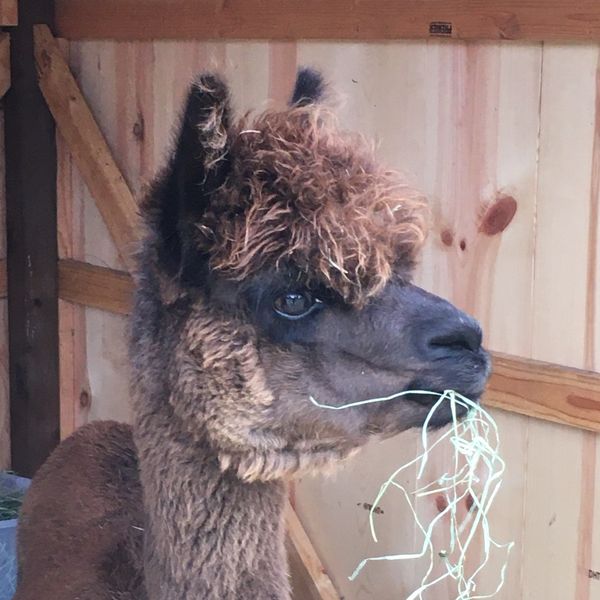 a picture of a brown alpaca face