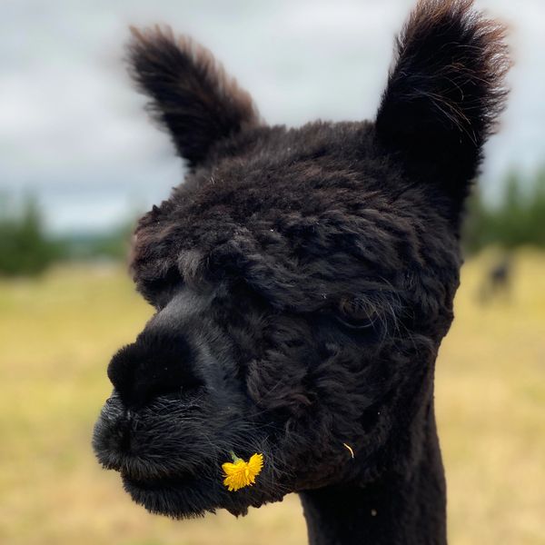 a picture of a black alpaca eating a dandelion 