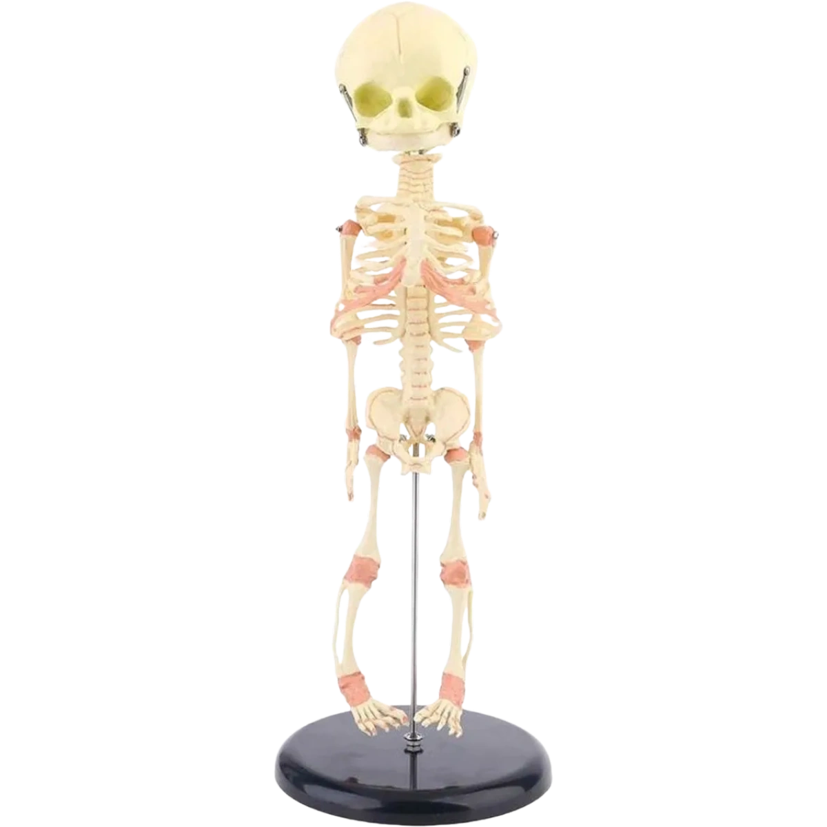 Creepy FETAL HUMAN BABY SKELETON REPLICA w/STAND-Jaw Opens-Halloween ...
