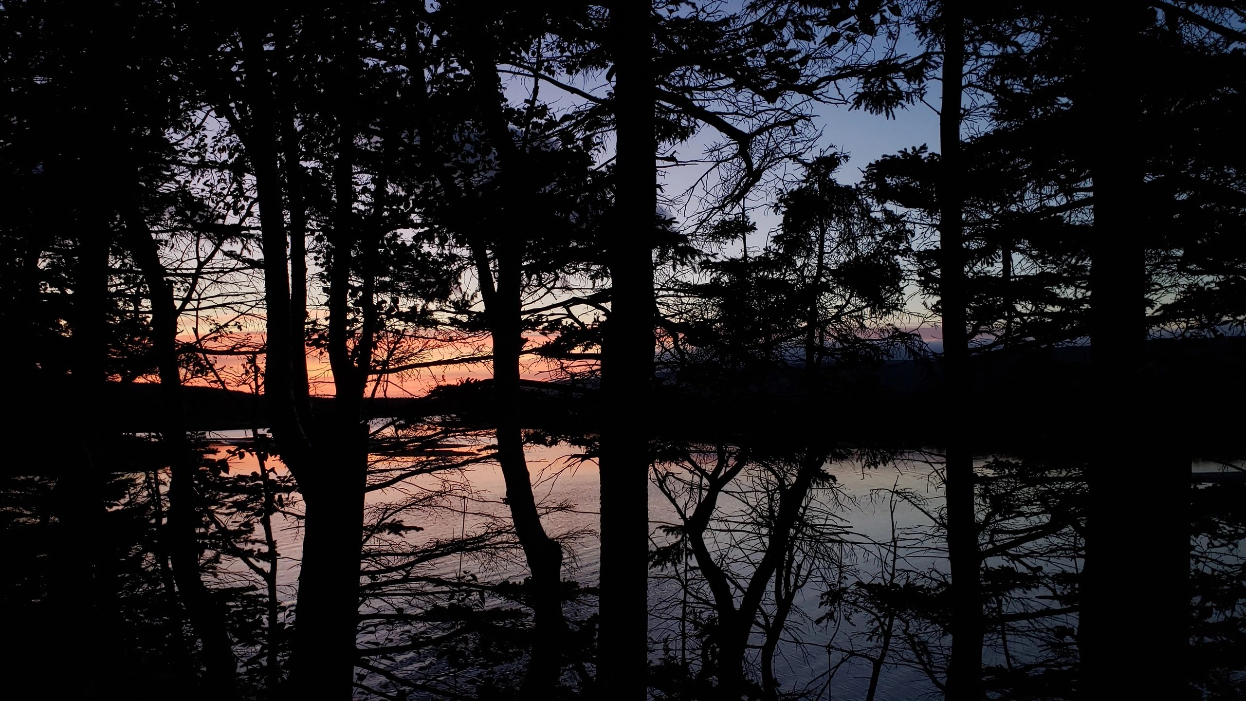 Silhouetted trees against a serene sunset by the water.