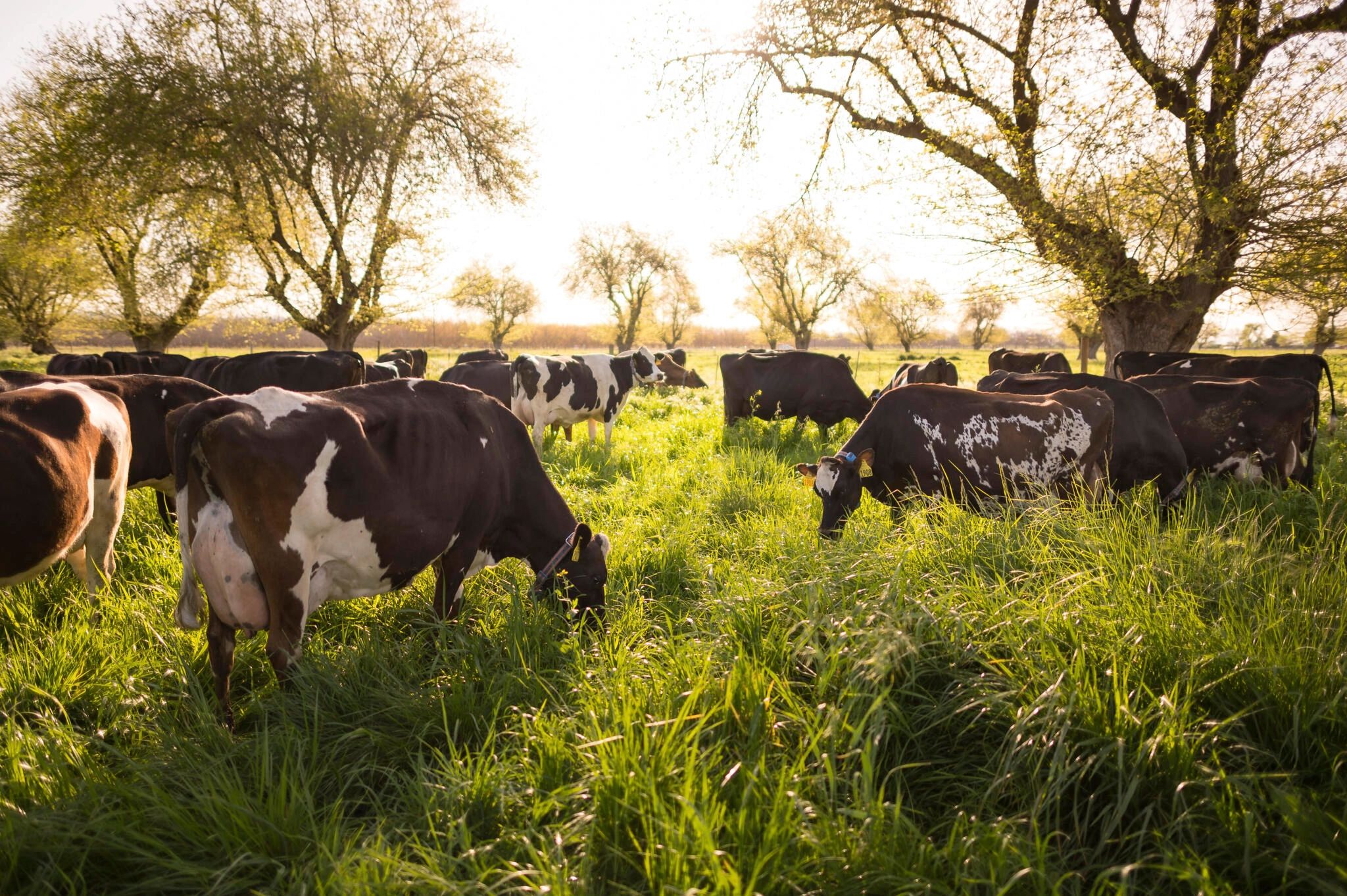 HOME [chicostateorganicdairy.com]