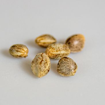 cannabis seeds