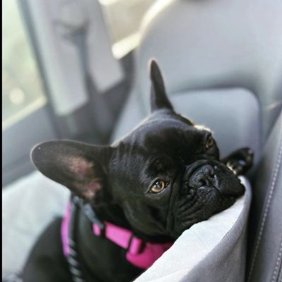 Mazey in the carseat and wearing the harness.