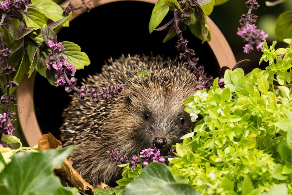 Garden Guardians - Encouraging Nature, Building Community