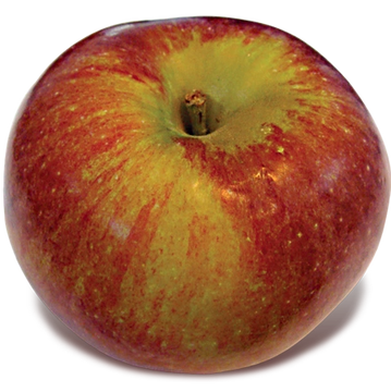 Macoun apple