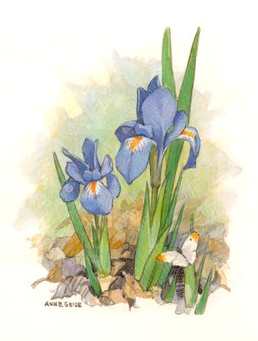 Dwarf Iris 
with Falcate Orange Tip butterfly  