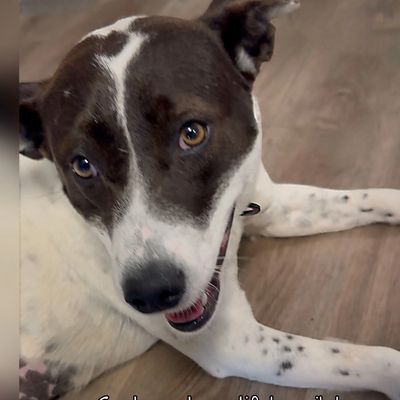 Close-up of a happy black and white dog lying on a wooden floor.