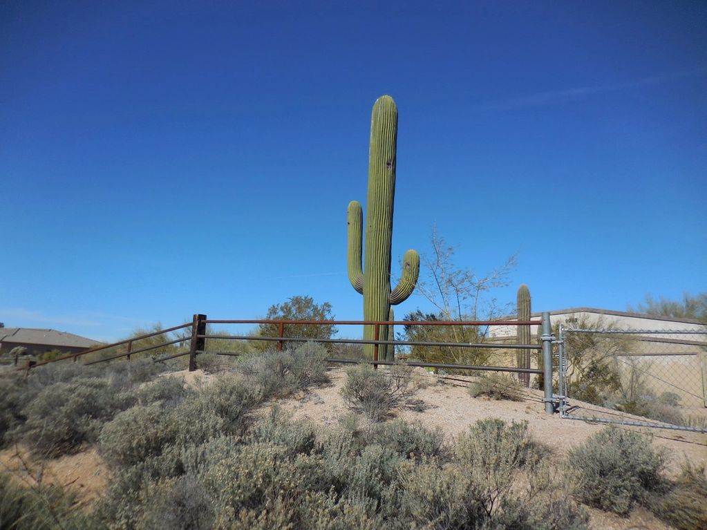 This "Cactus" cleverly hides an RF site.