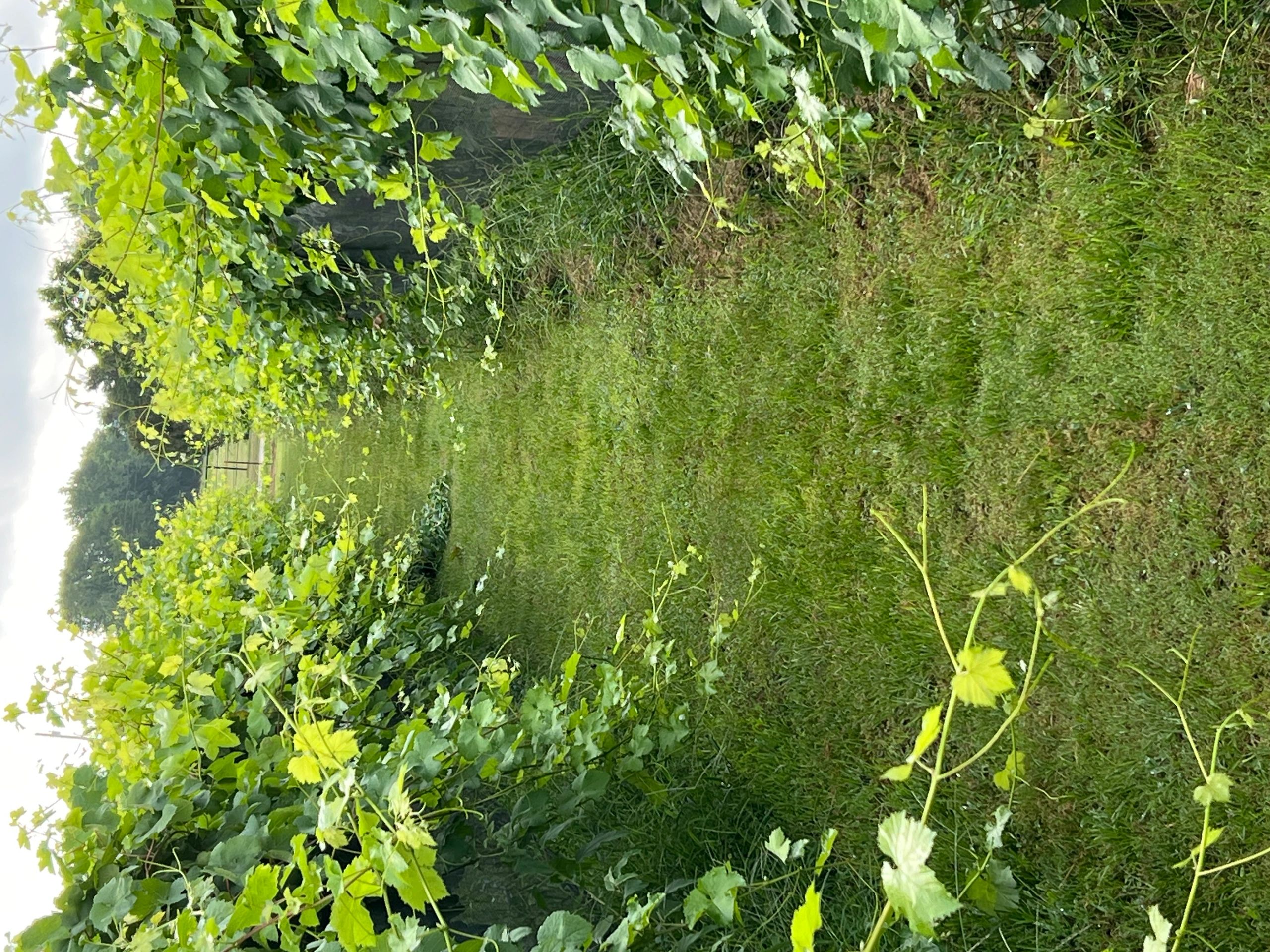 Two Overgrown rows of grapevines touching each other