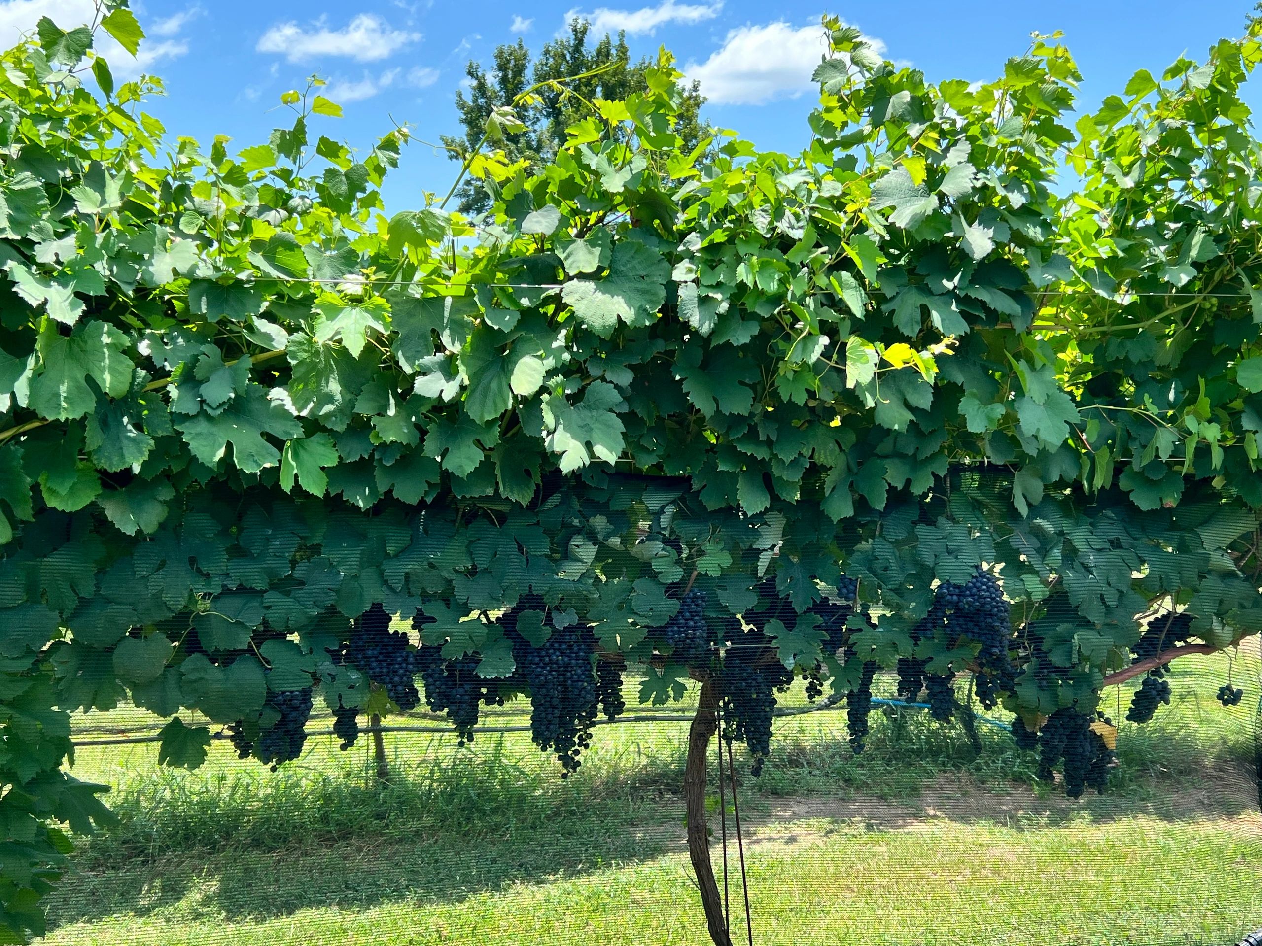Single grapevine heavy with red grapes.