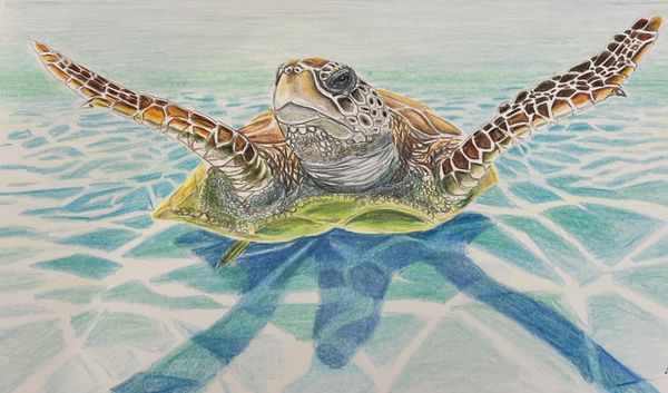 Curious turtle swimming towards you in shallow crystal waters.
