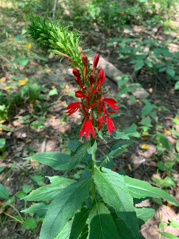 Cardinal flower
