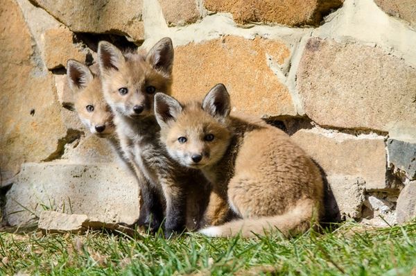 Fox kits
