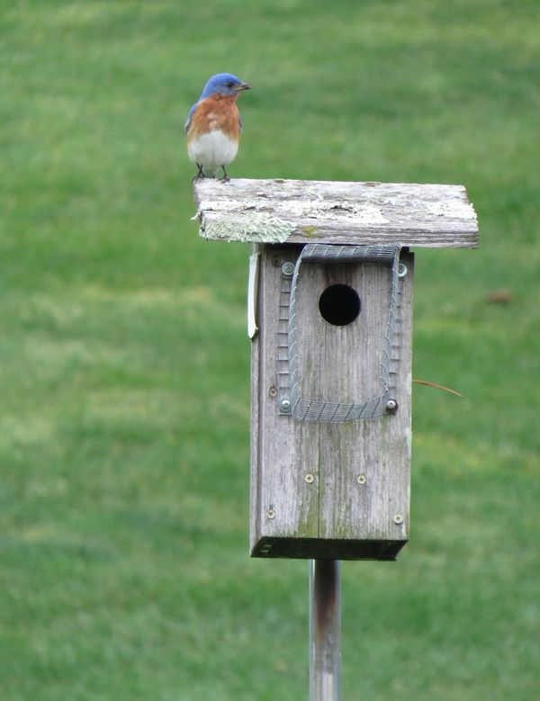 Bluebird on Bluebird nesting box