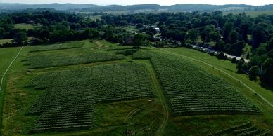 Vineyard block planted in 2016: Chardonnay, Riesling, Petit Manseng