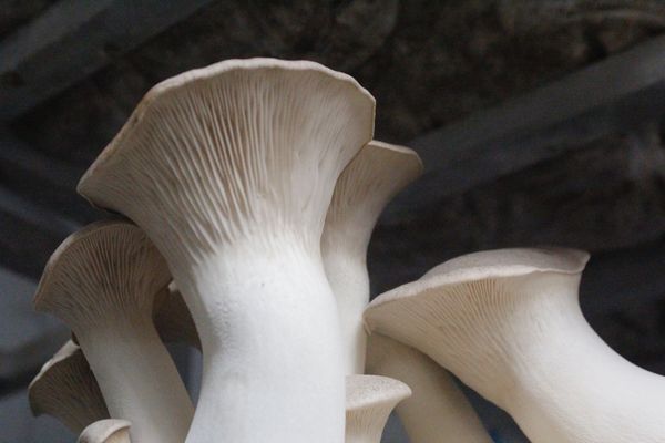 King Trumpet Mushrooms