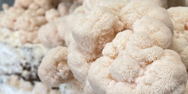 Lion’s Mane Mushrooms