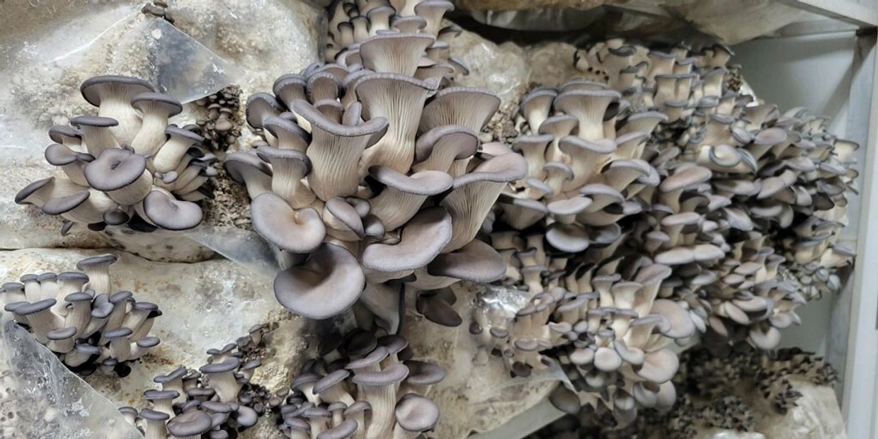 Blue Oyster Mushrooms