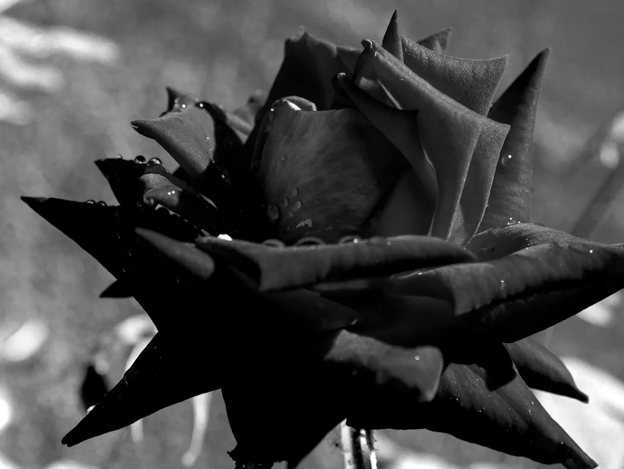 therapist specializing in childhood trauma near me, trauma therapists