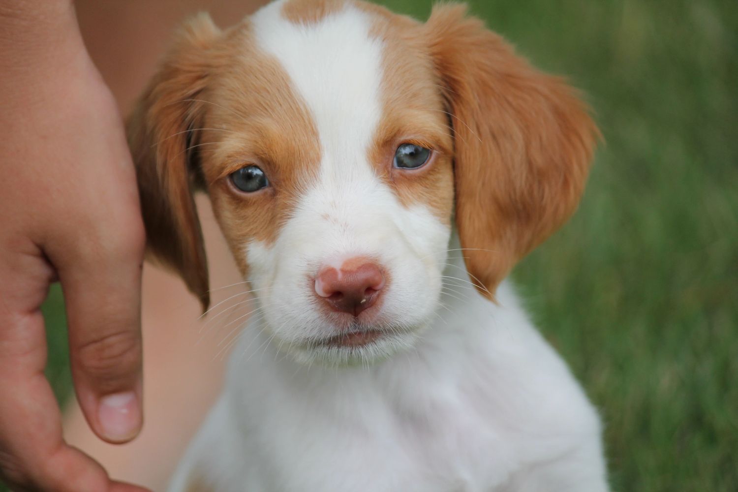 American brittany sale breeders