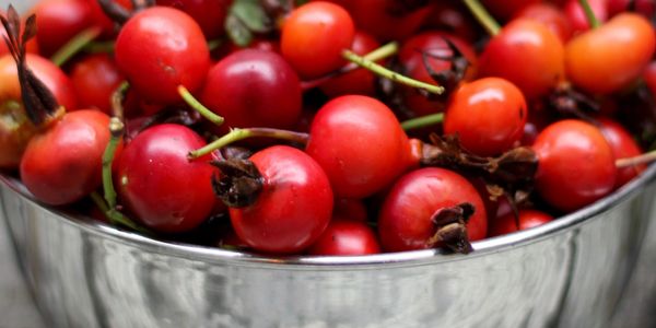 Metal basket full of foraged, rose hips 