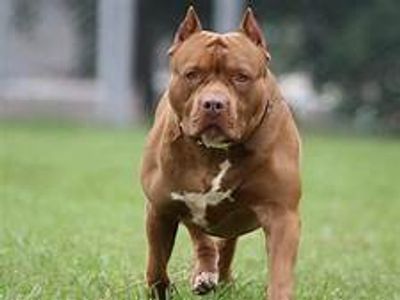 Pit Bull
Pitbull
Pit bull in a suit
Pitbull in a suit