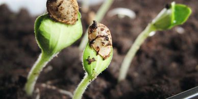 seedlings sprouting