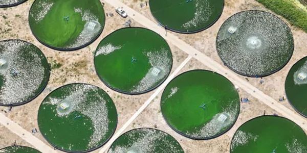 Tanks of fish in a Chinese fish farm