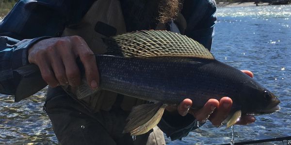 Alaska Trout and Grayling Fishing Techniques