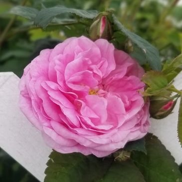 A vibrant pink rose in full bloom with green leaves and a white fence background.