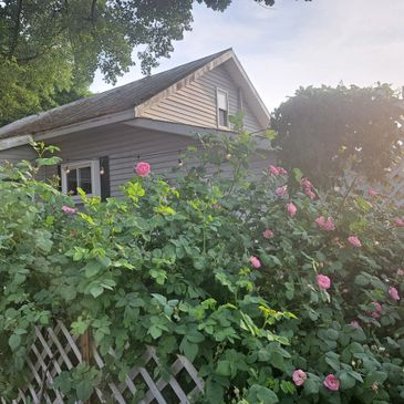 A garden with blooming pink roses in front of a house under a clear sky.