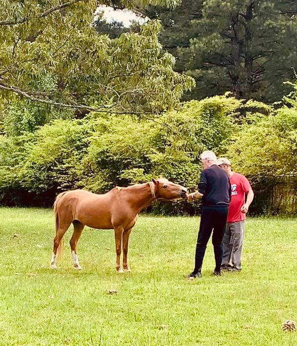 seniors and pet therapy