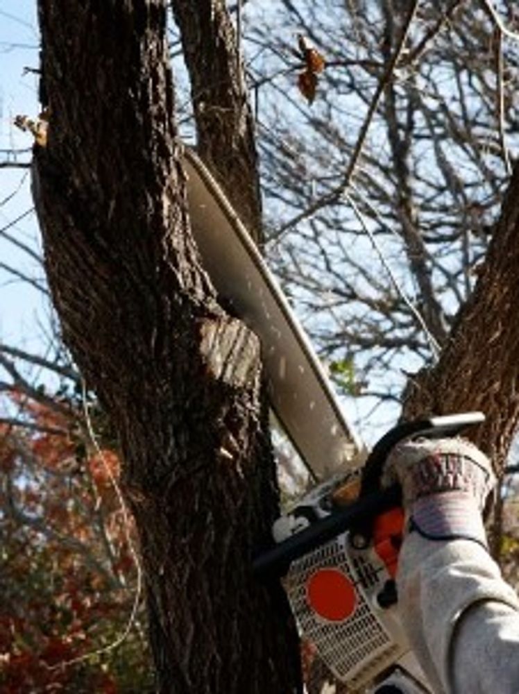 tree service jefferson ga, tree removal jefferson ga, storm clean up jefferson ga, limb removal