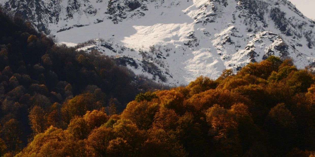 Snow-capped mountain behind autumn-colored forest under soft light.