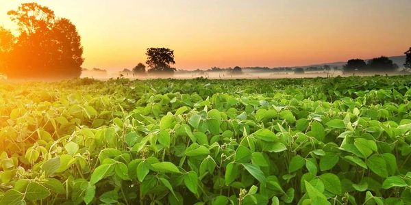 SUNRISE OVER A SOYBEAN CROP IN AUSTRALIA