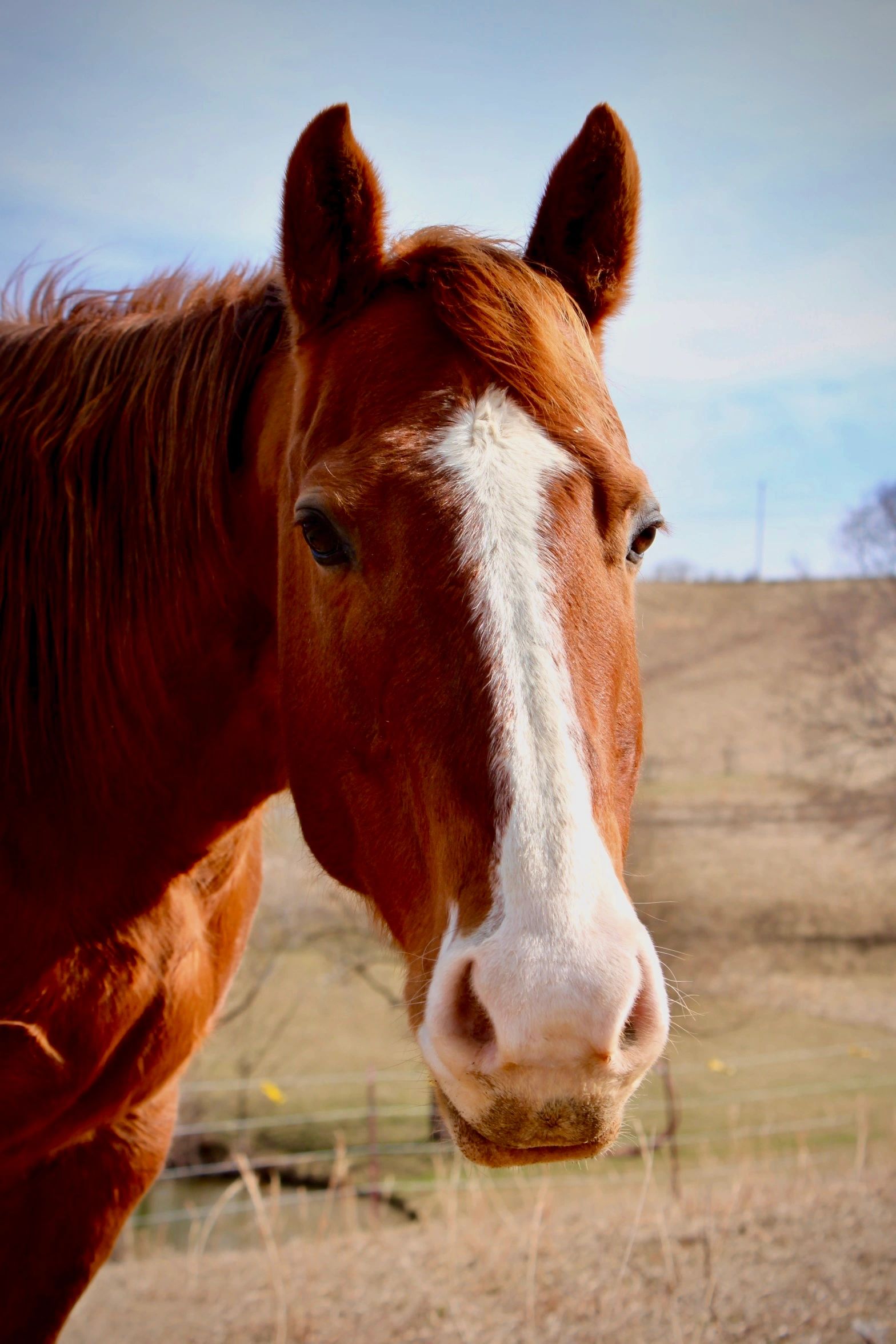 Horsebackridethenewriver.com in Fayetteville, West Virginia