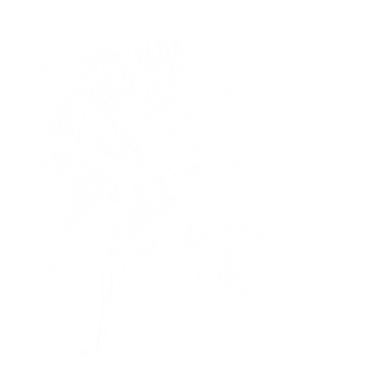 Metaphysical Products The Willows Light