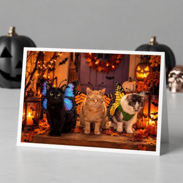 Three cats dressed with butterfly wings for Halloween.