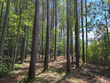 Shooting lanes for hunting