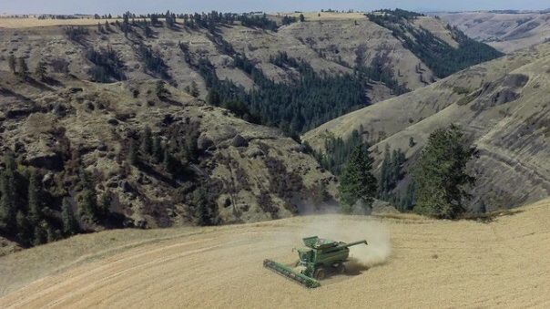 Clearwater Farms harvesting wheat on one of the many drainages of the Clearwater River!