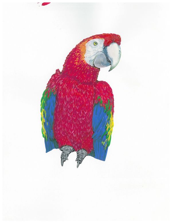 Scarlet Macaw-No tail feathers-designed to fit on a branch hiding in brush