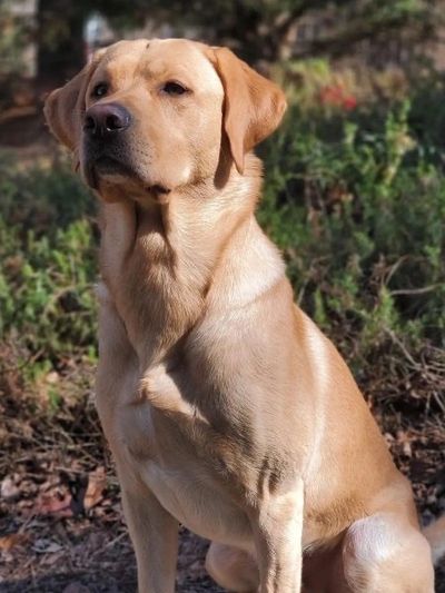 Labrador Retriever puppies, yellow labrador black labrador, labrador breeder, ontario labr breeder