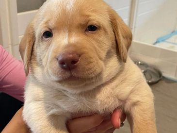 Labrador Retriever puppies, yellow labrador black labrador, labrador breeder, ontario labr breeder