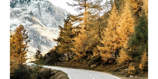 Scenic image of road through fall-colored trees with snowcapped mountains in the background.